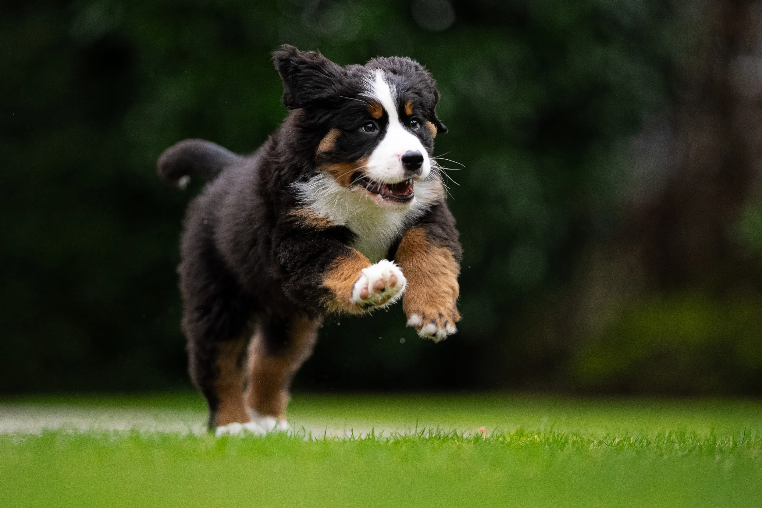 Berner sennenpup rent over het gras